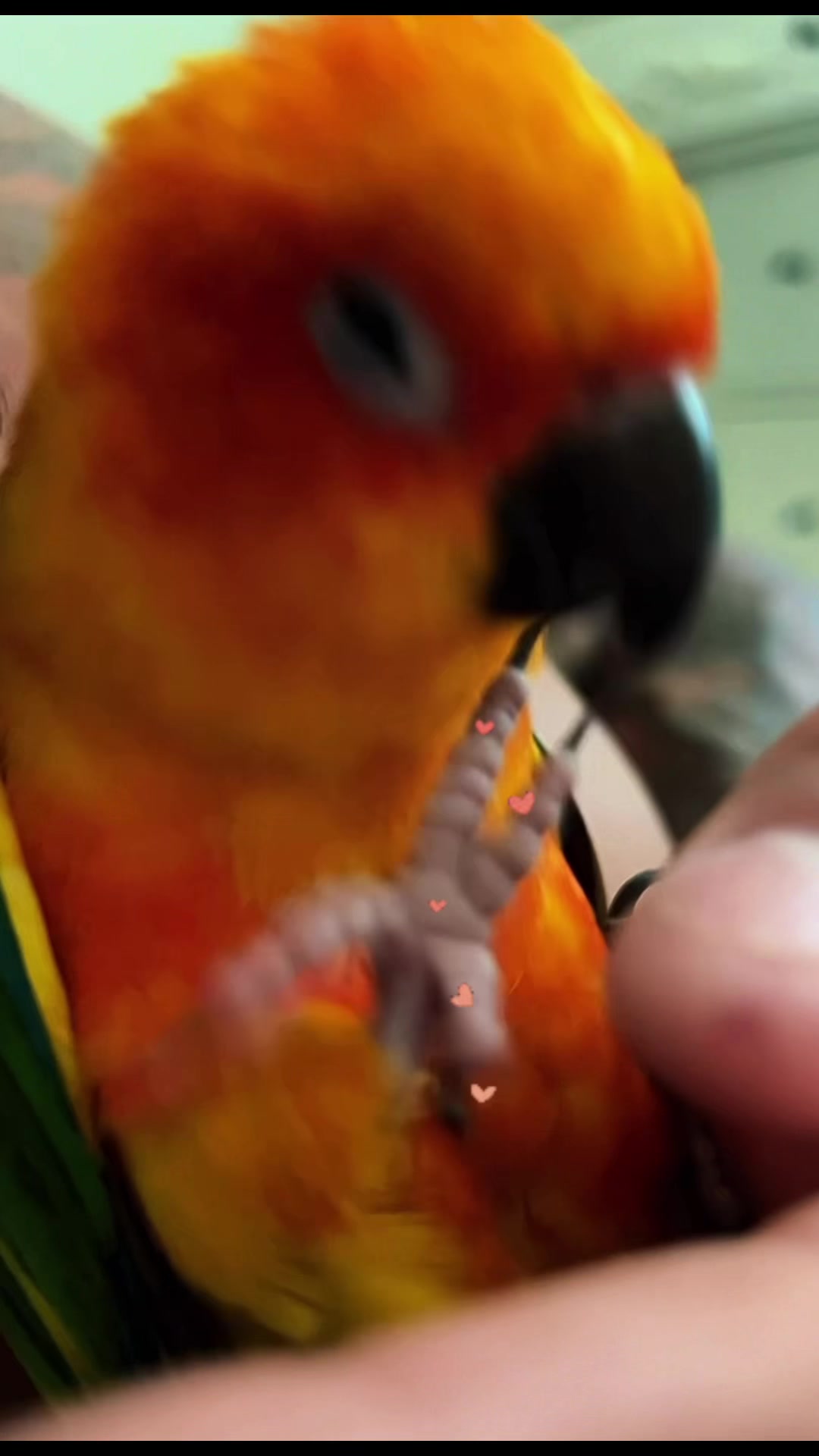 @Suncheepo🦜