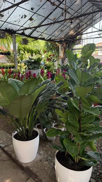 @BM-JOV GARDEN CENTER