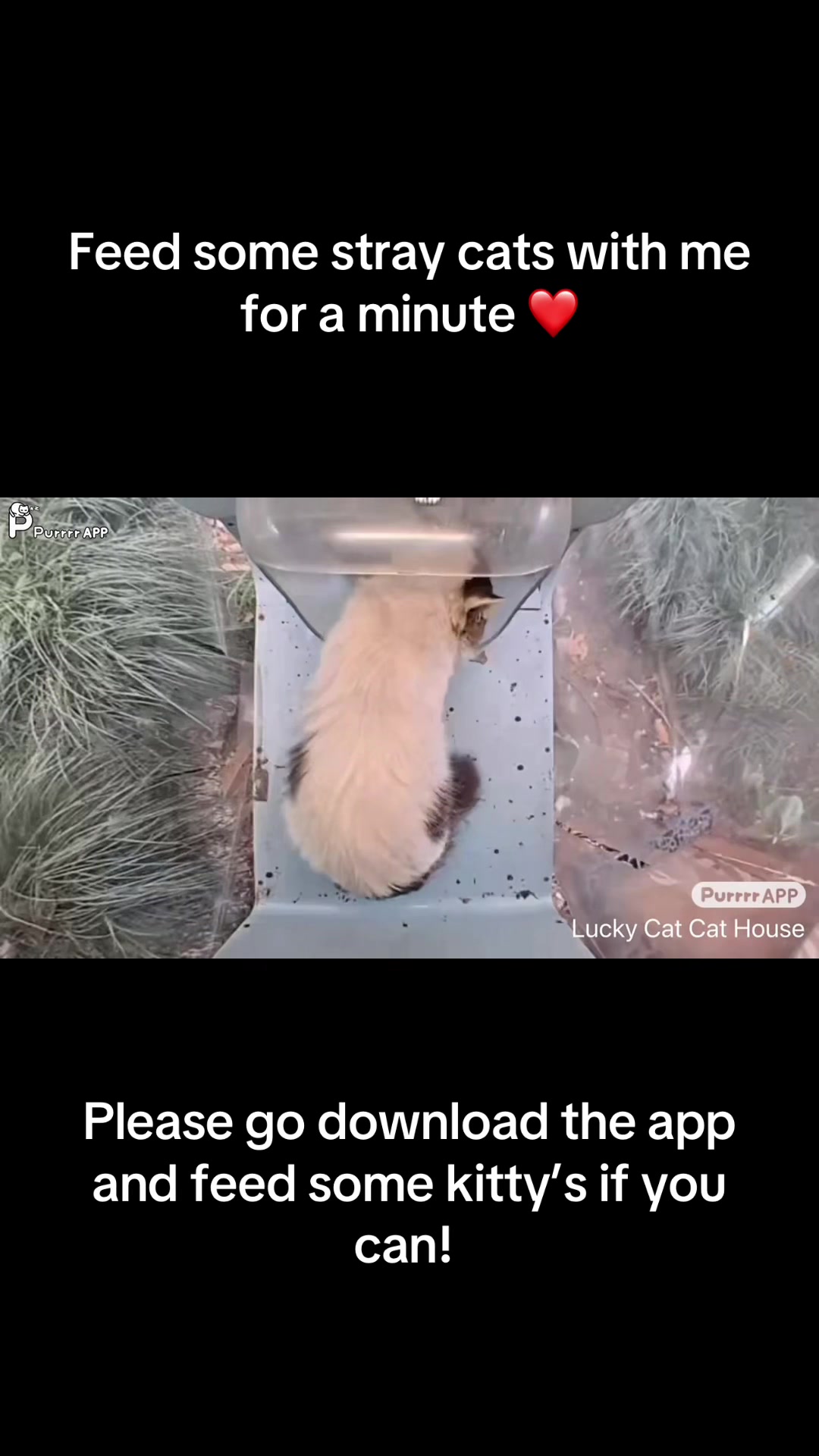 @ROTTENIGUESS