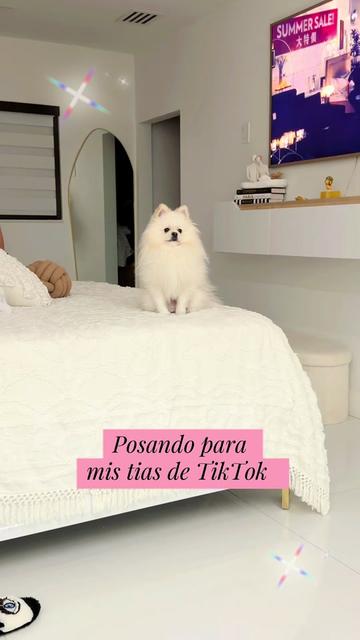 @cocochanelpet