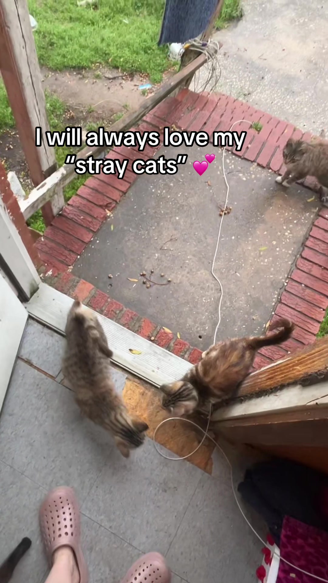 @Cats cats cats