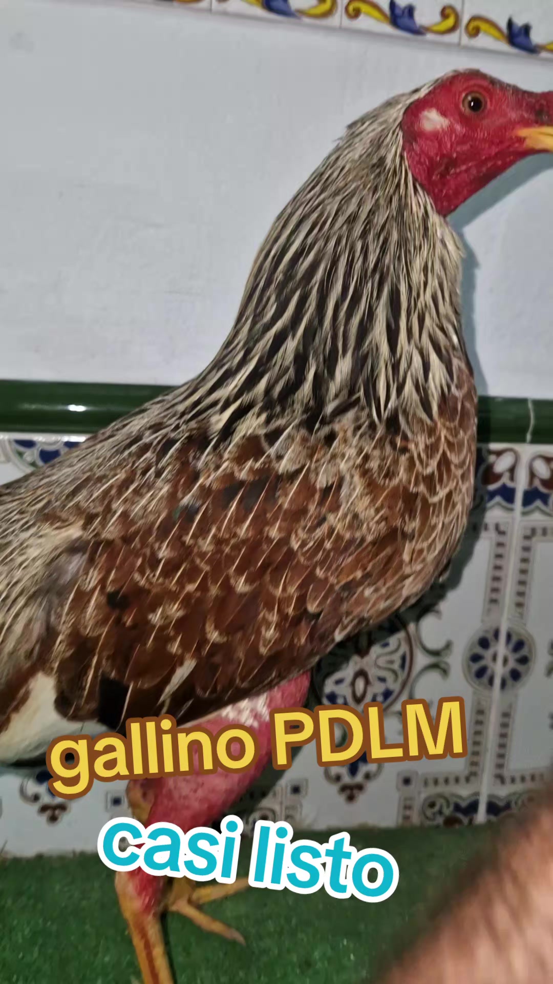 @eli gallero pdlm andalucia