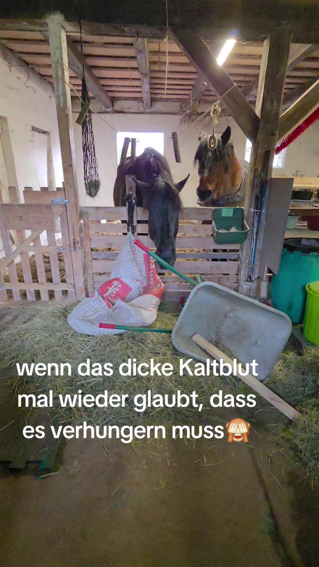 @die_van_fresserinchens