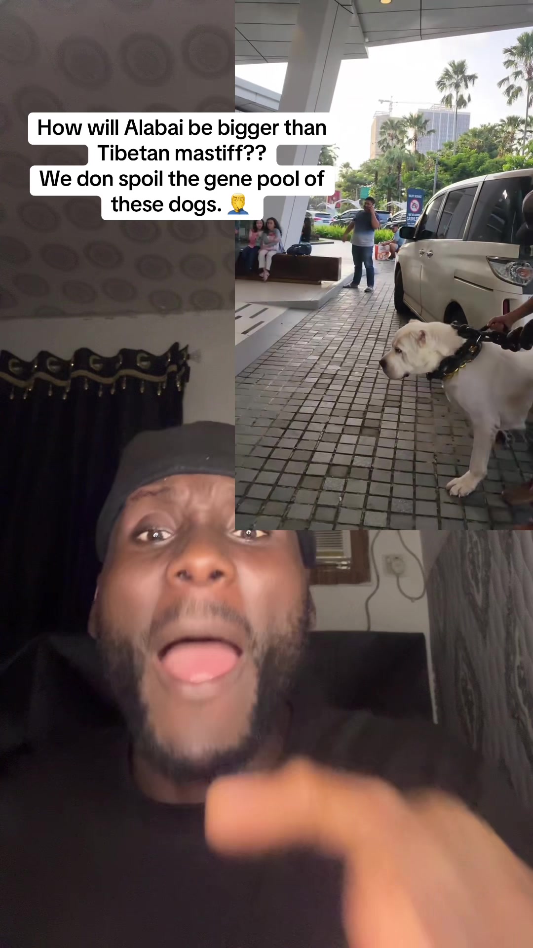 @Mothersheila_DogTv