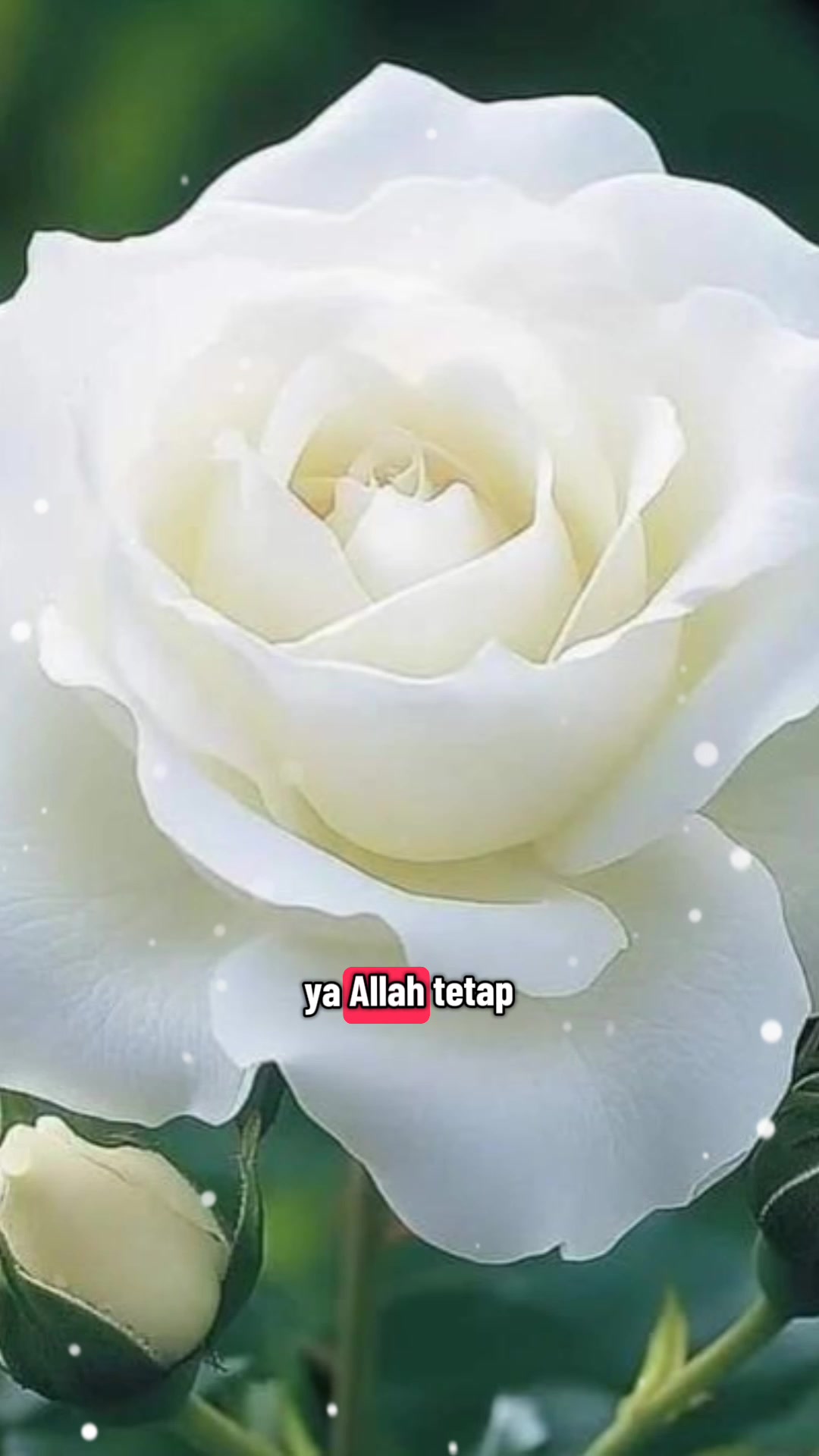 @IDAR
