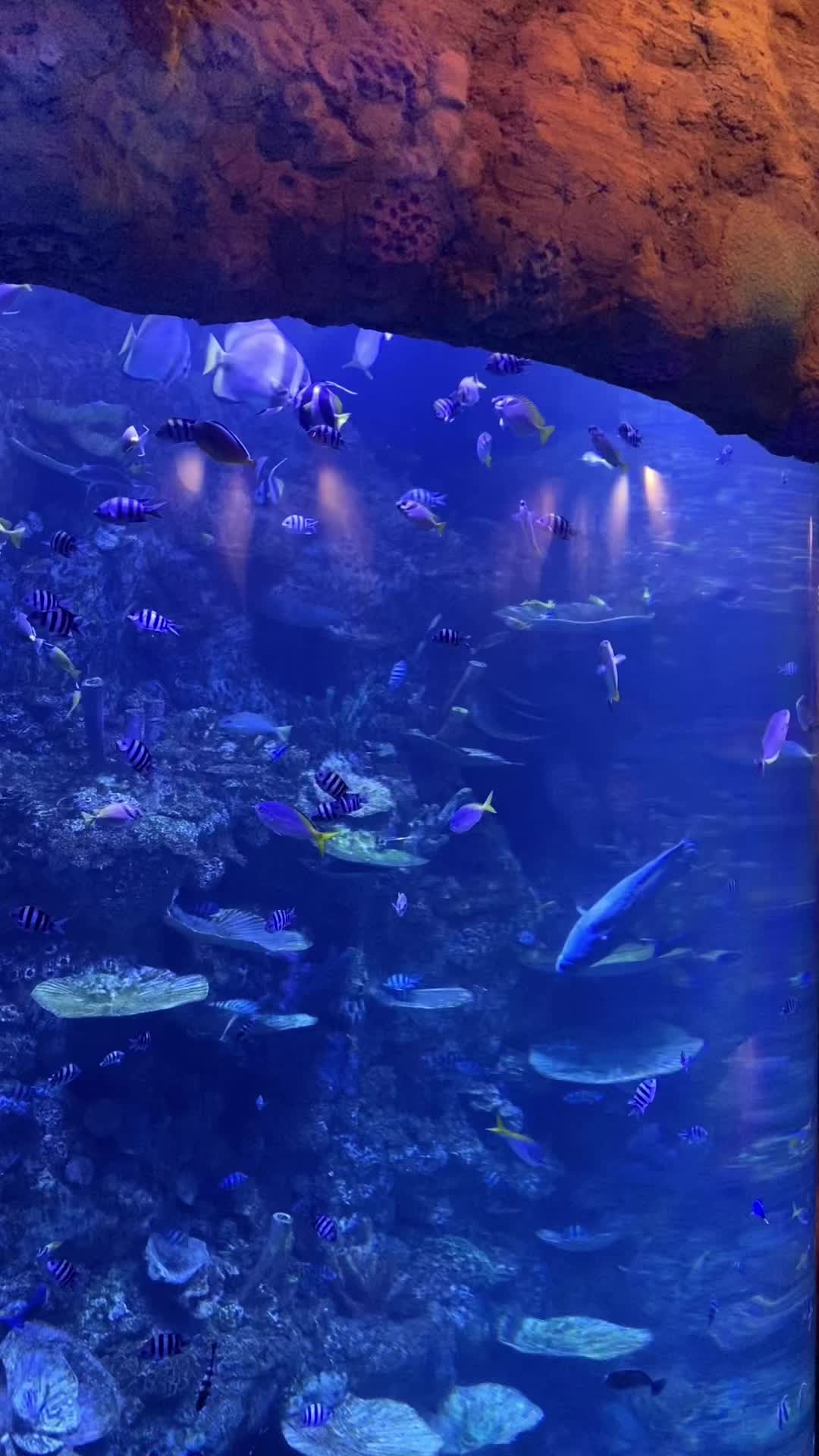 @⋆ ̊ ⋆୨ Van ୧⋆ ̊ ⋆