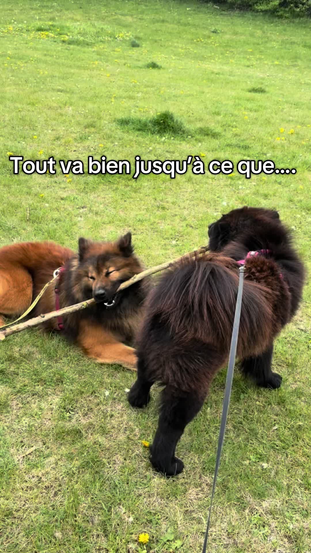 @Nounours et compagnie