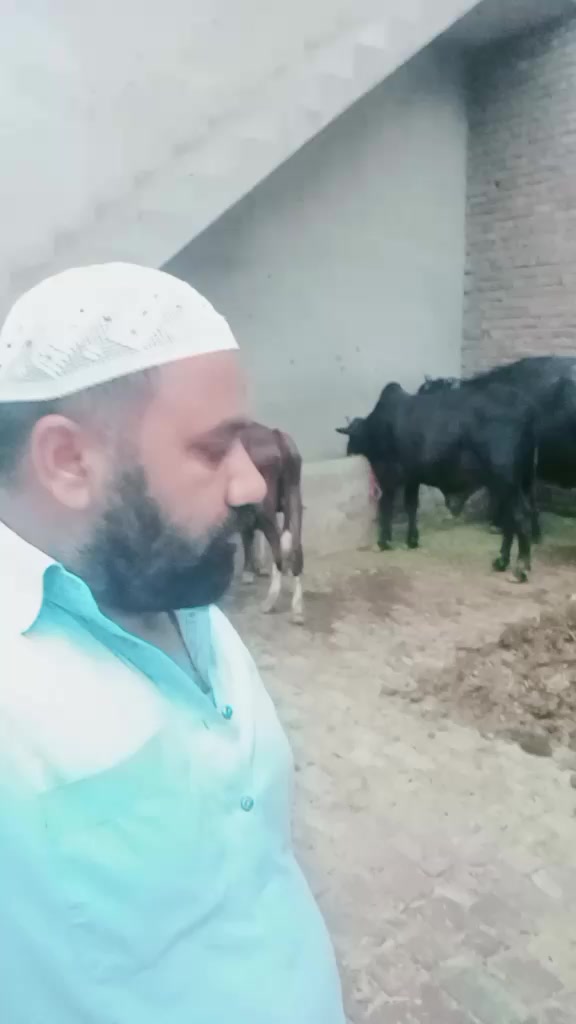 @amanat Kasai