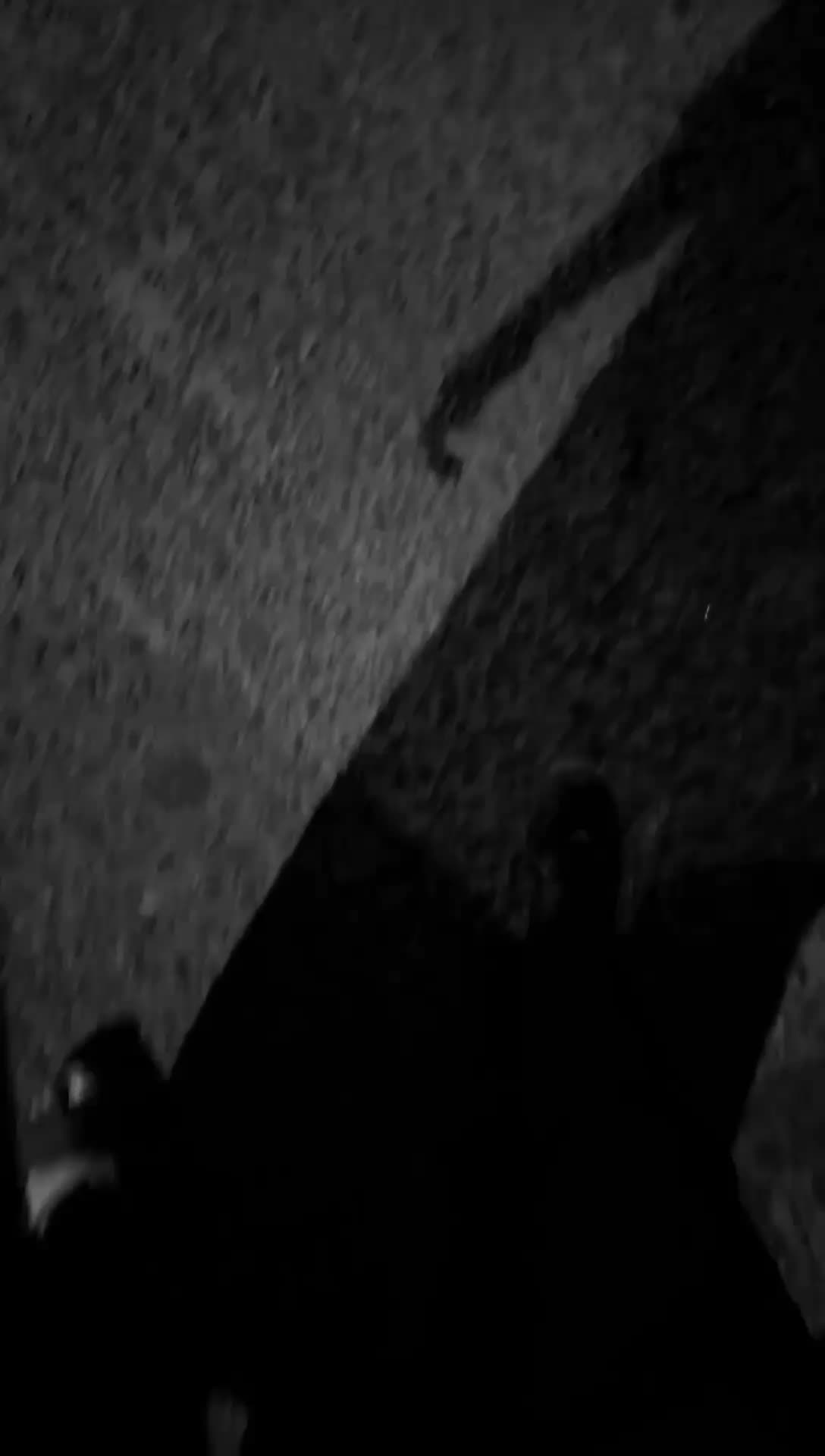 @Btom 🦇