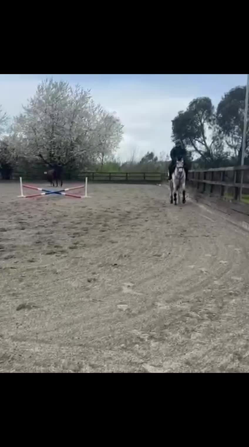 @ZB Equestrian