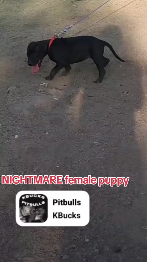 @PICENO GAME DOGS KNLS