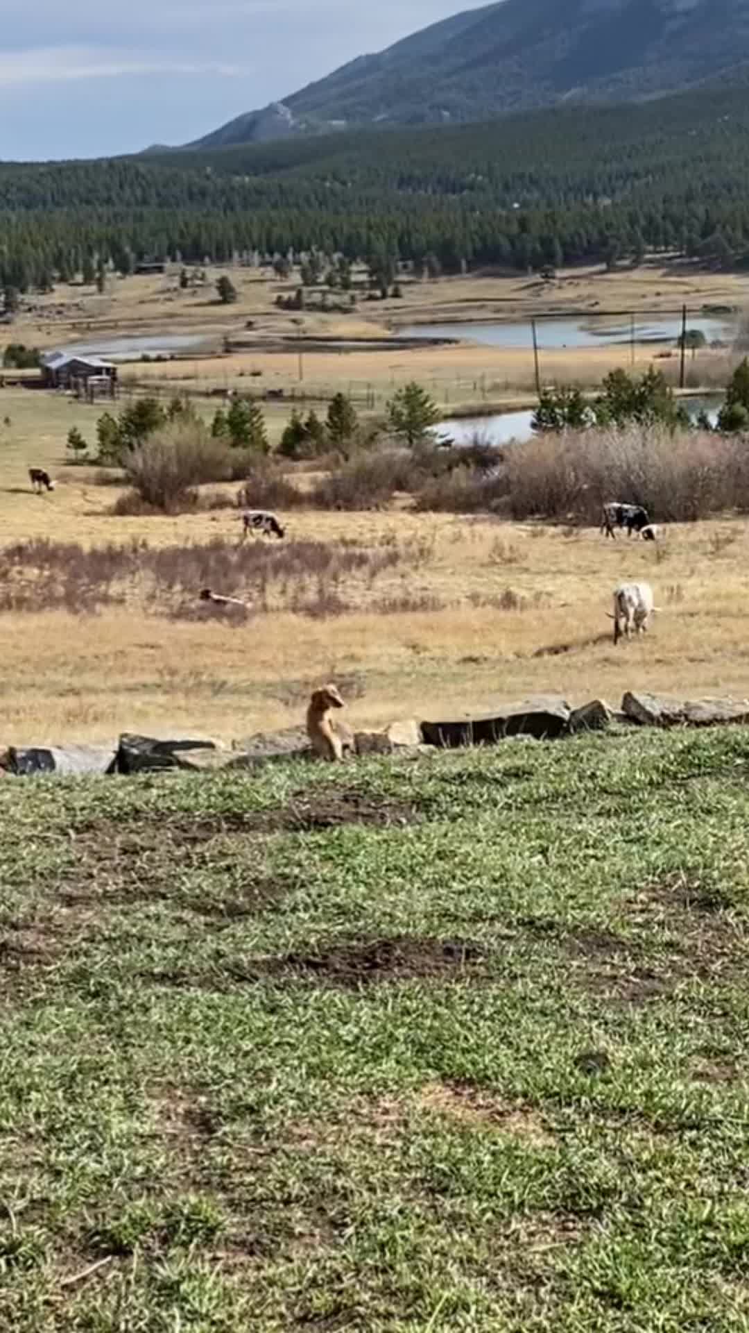 @Dragon Ranch