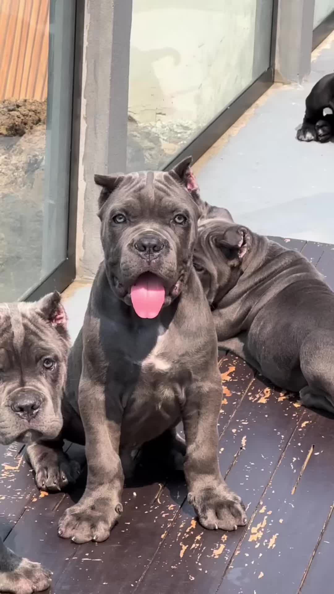 @bugattibloodlinekennels