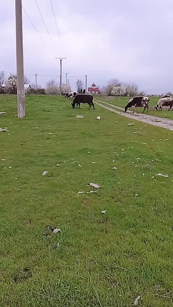 @George Ungureanu