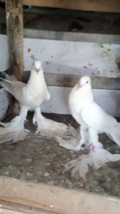 @Quality Birds ❤️