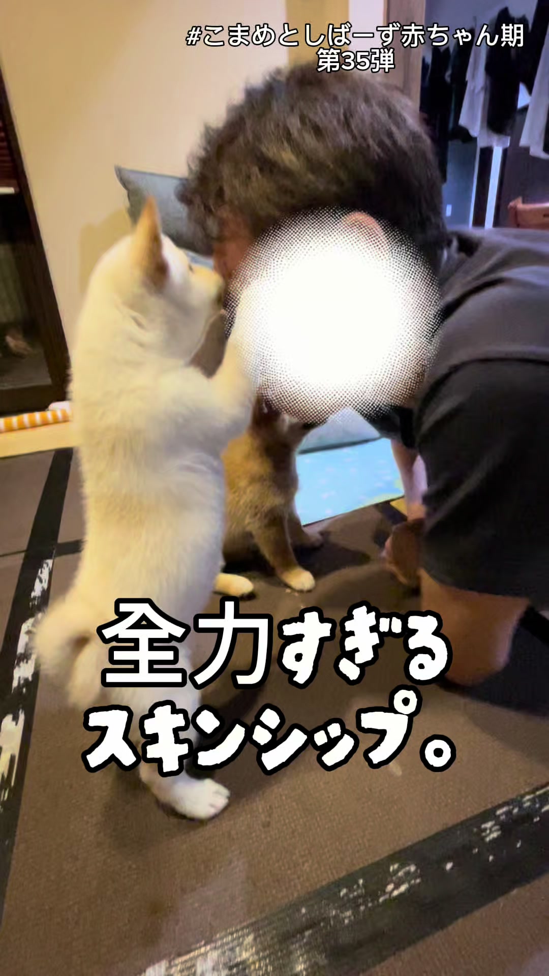 @こまめとしばーず🐾