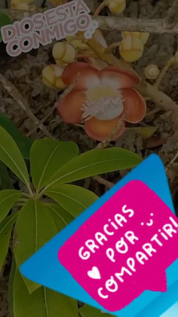 @lapiratadelcaribe_lajefaRH
