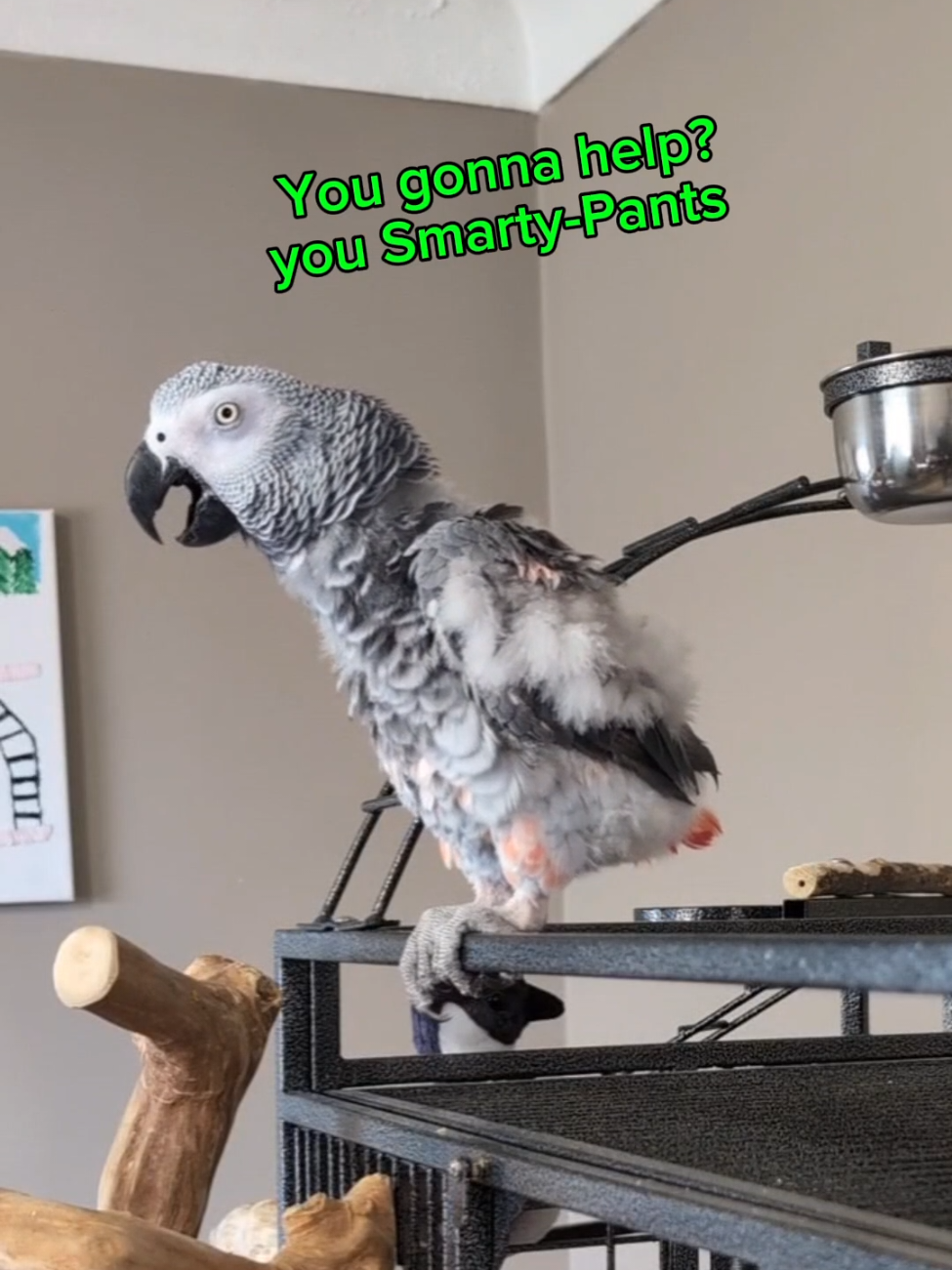 @Cosmothefunnyparrot