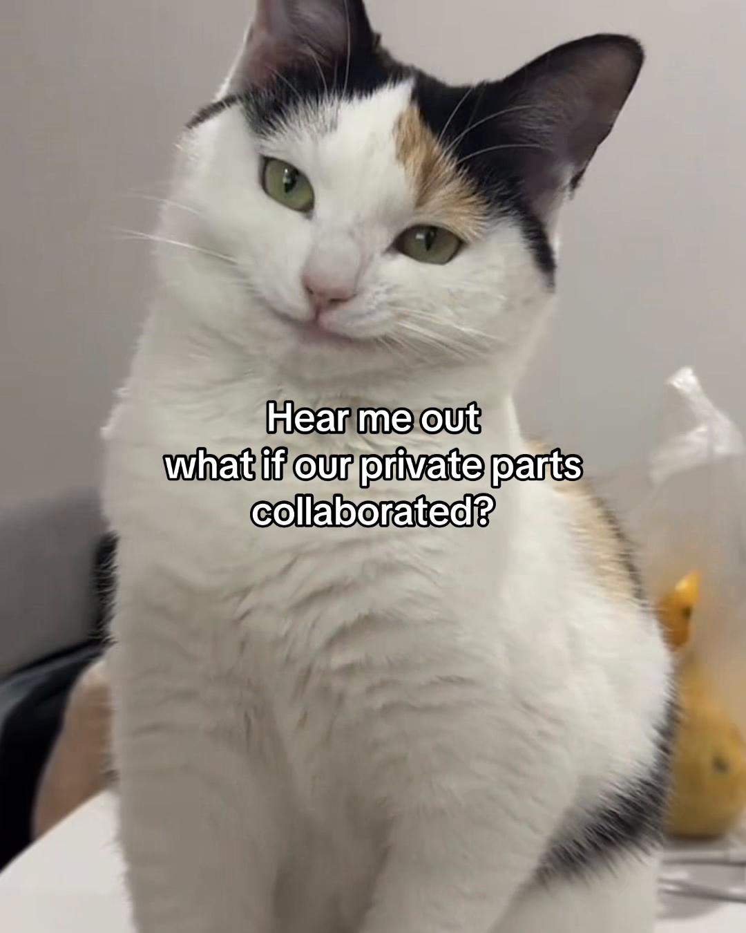 @Alice.cattok
