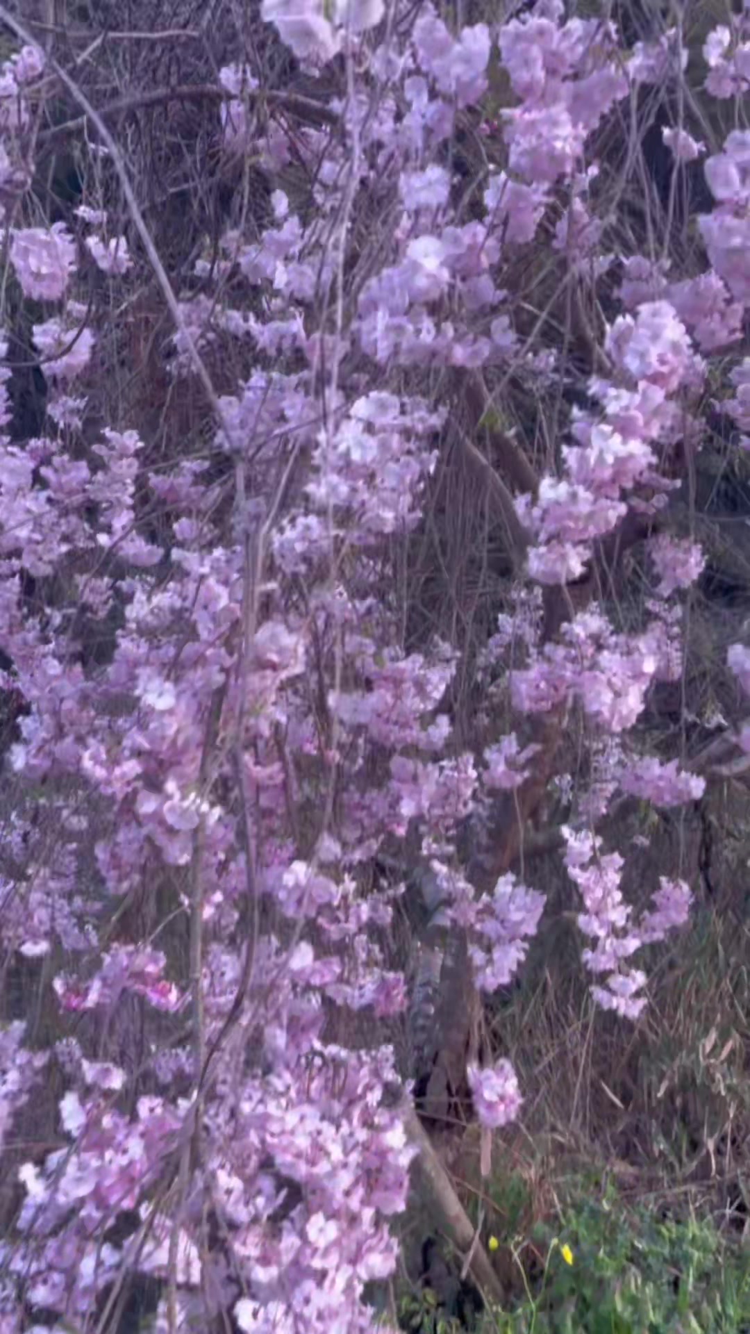 @๐ฅ็ฆๅคซใกใใ๐๐ฅ๐