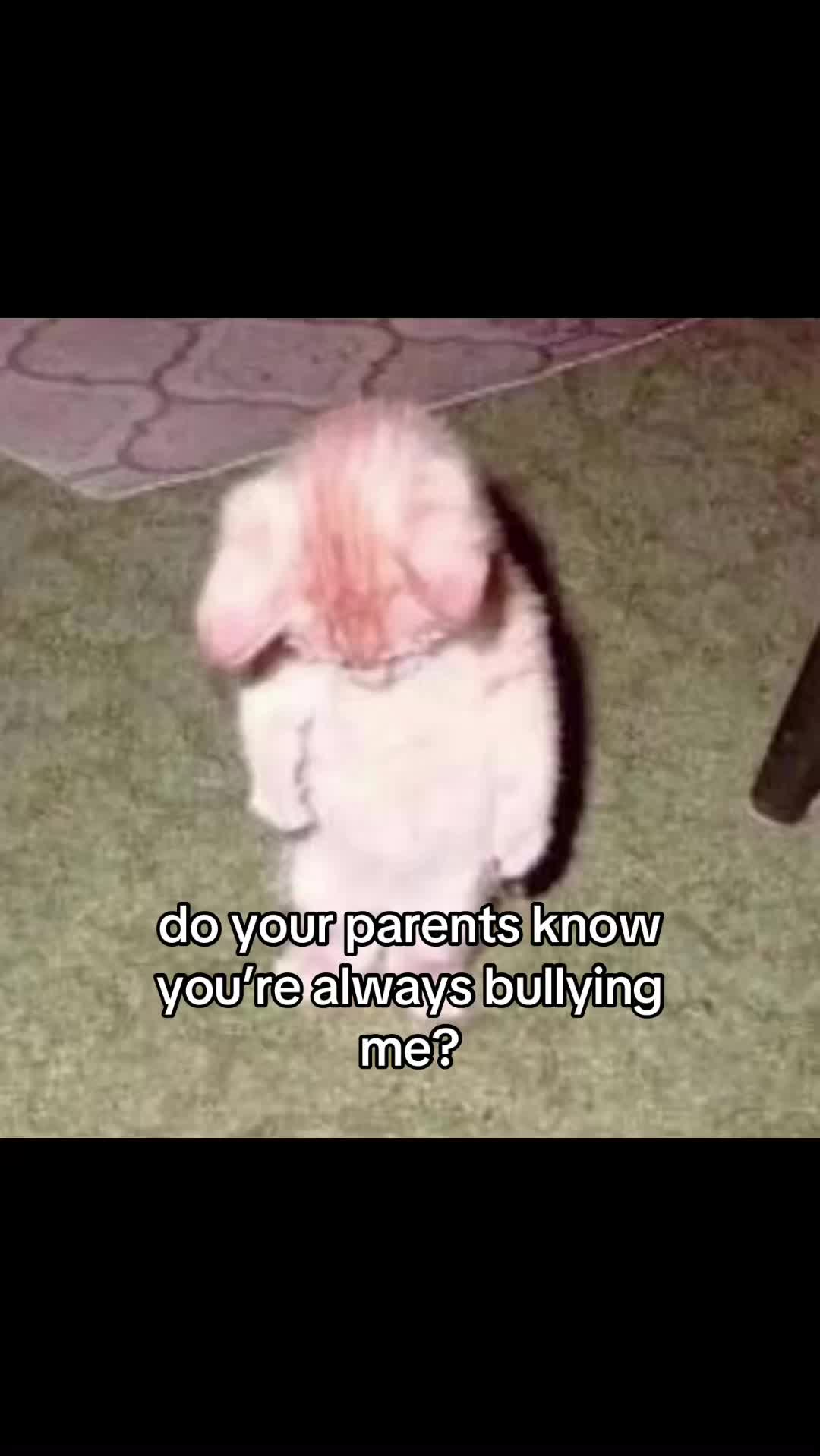 @meowconcept