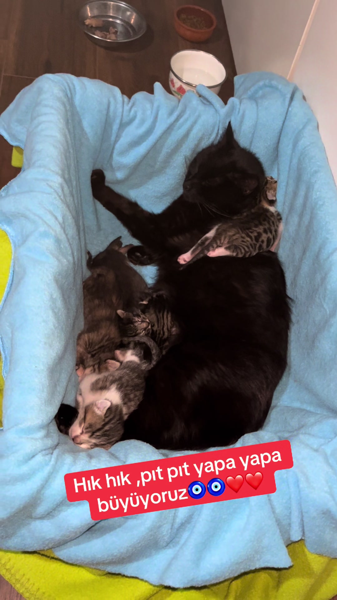 @&Ccedil;iğdem Altunbaş