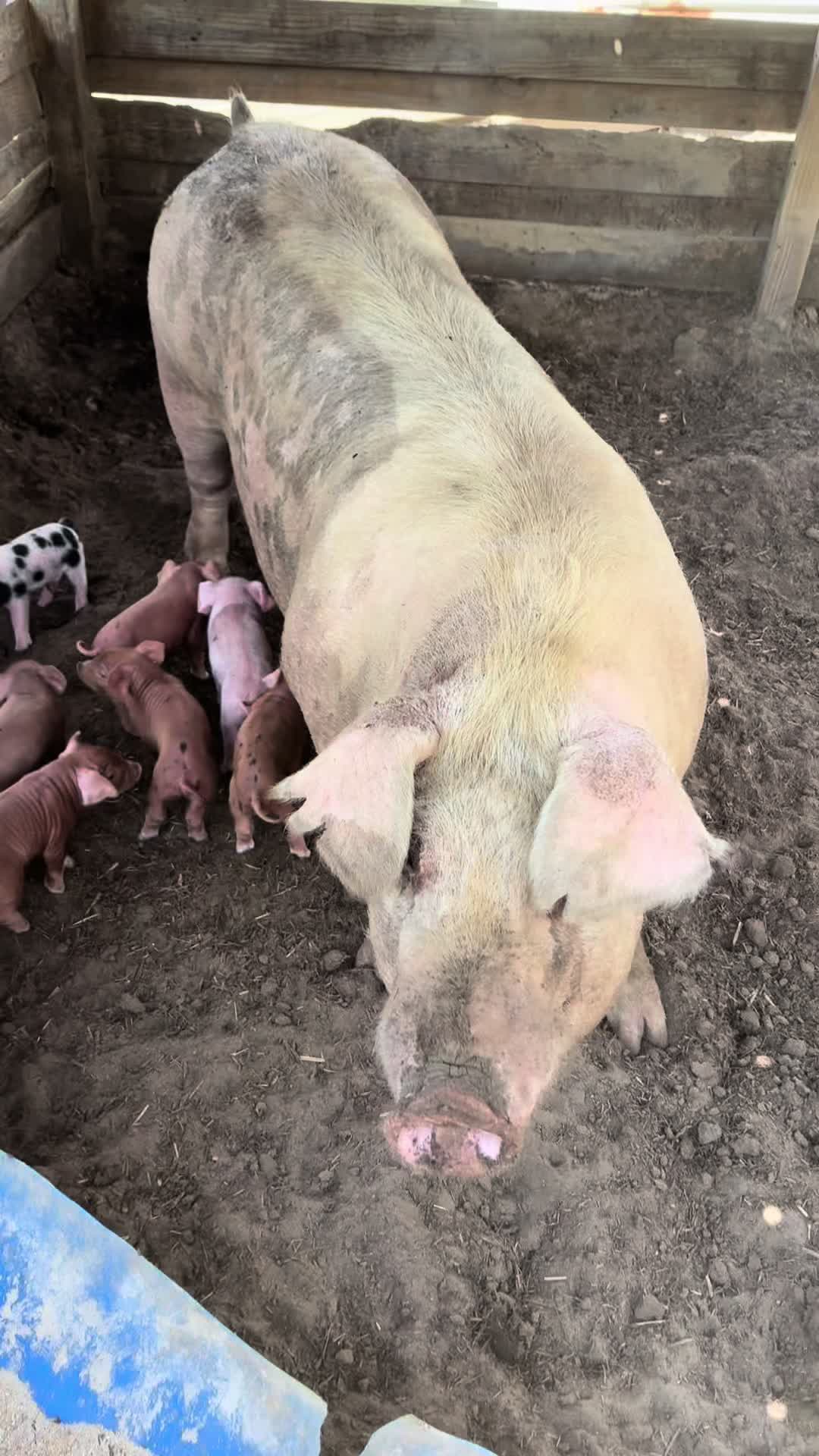 @DrCandFarmerG