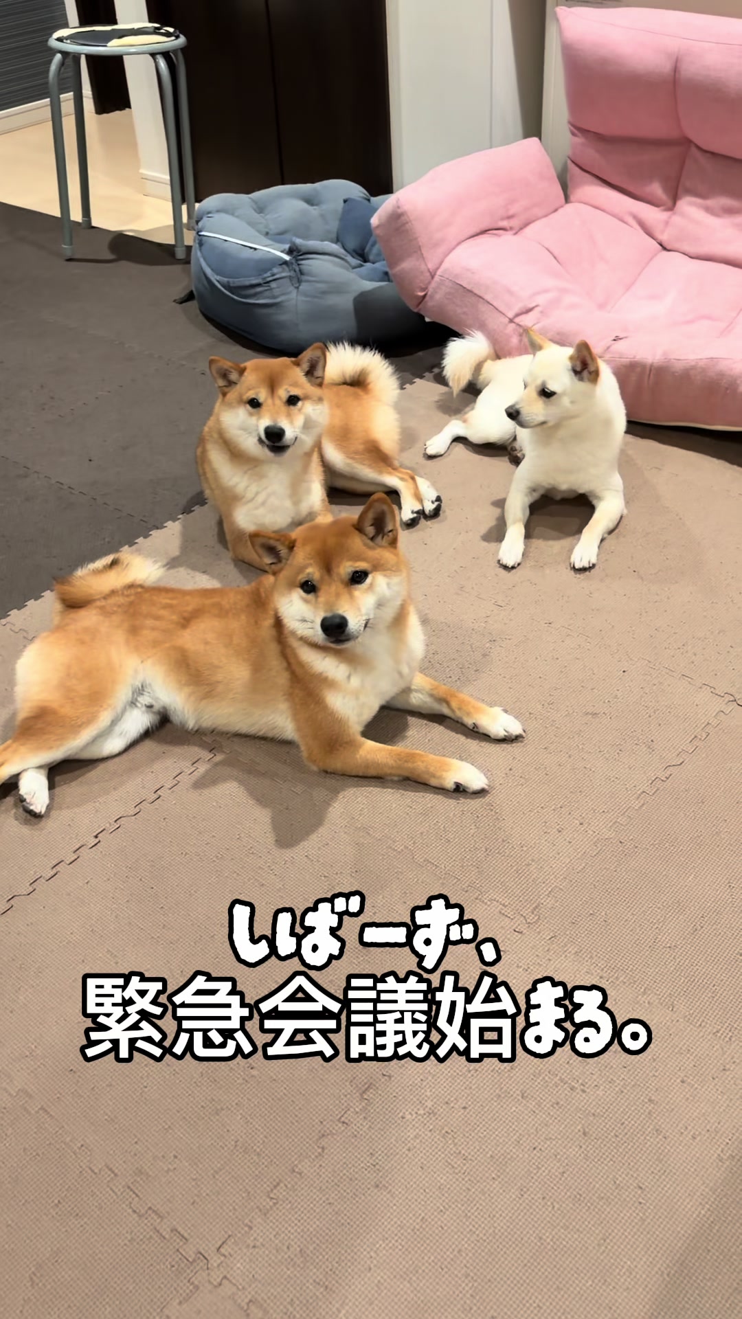 @こまめとしばーず🐾