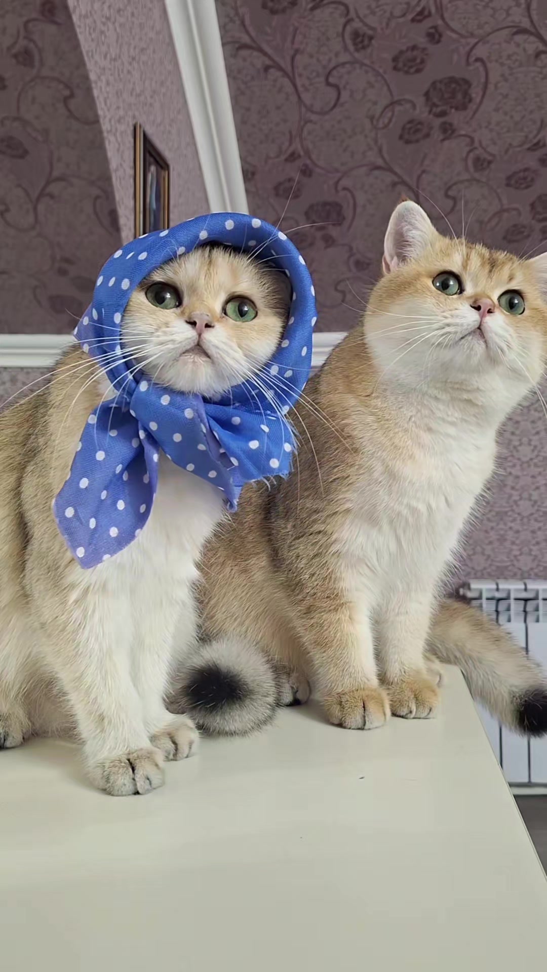 @Zoo_JASMİN🦂🥰