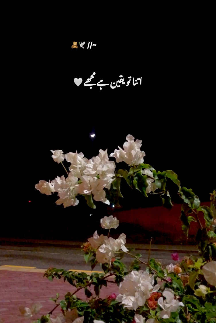 @🌷𝐍𝐎𝐎𝐑🌷