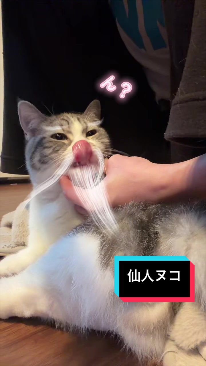 @☆しじみ☆マンチカン