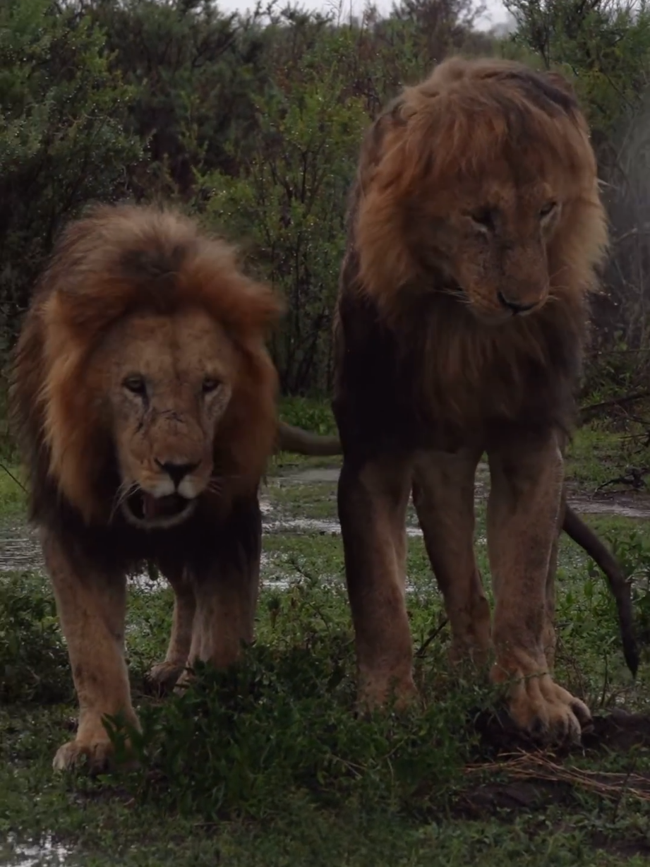 @Lion Sightings