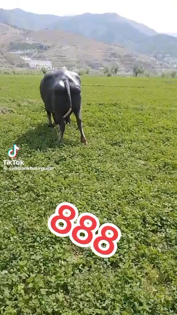 @Umarjan