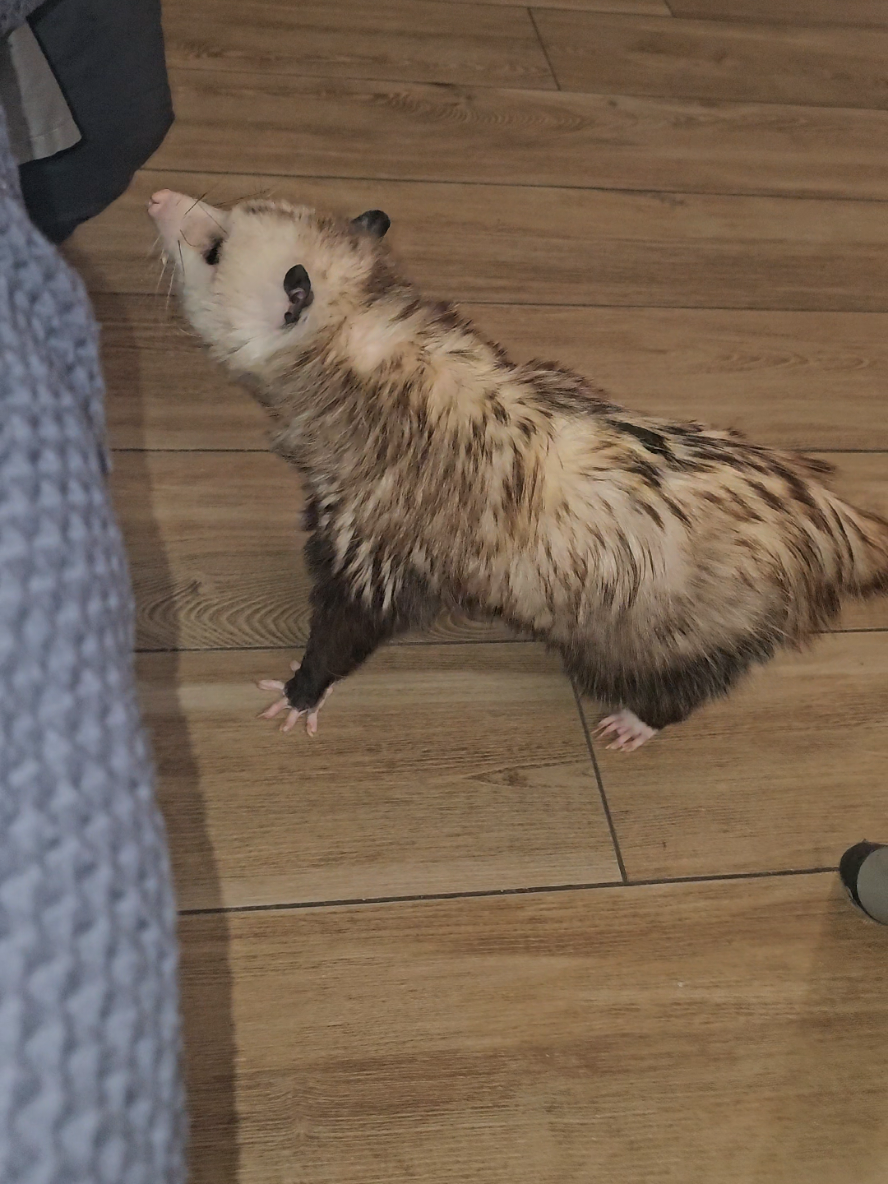 @OPOSSUM/DOG MOMMA Dea