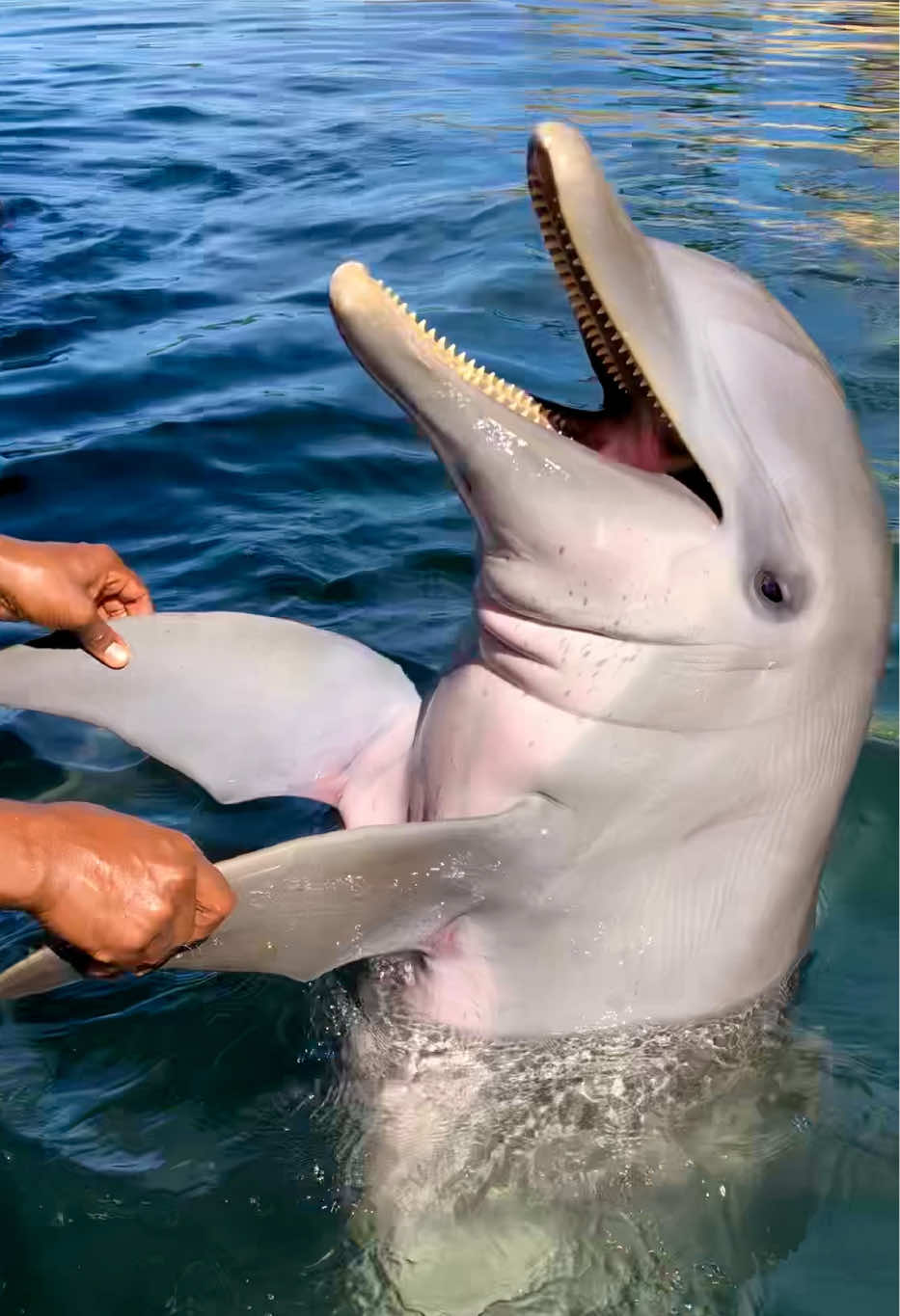 @oceanworldRD