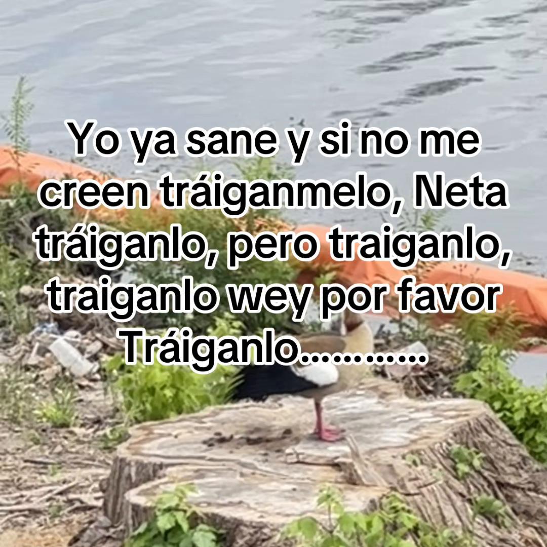 @NaiviDeLuna