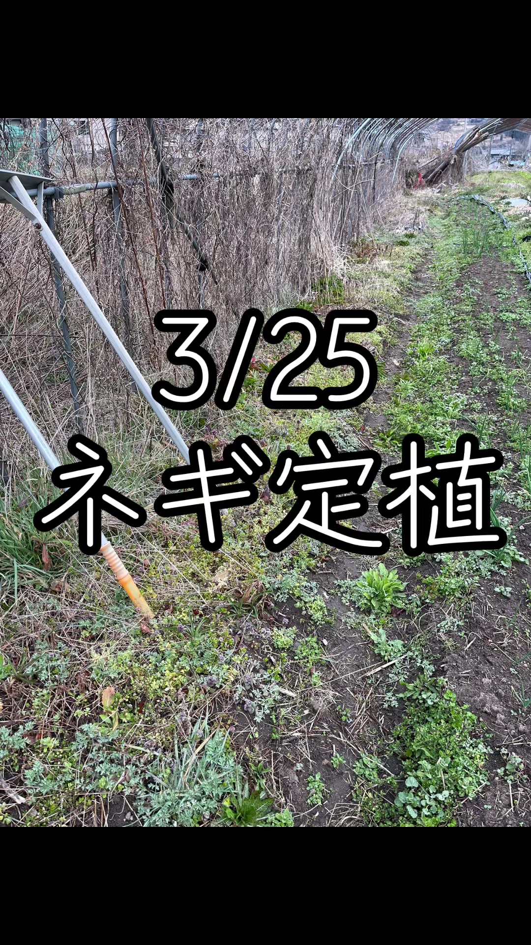 @美味しいトマトの研究所🍅🦌