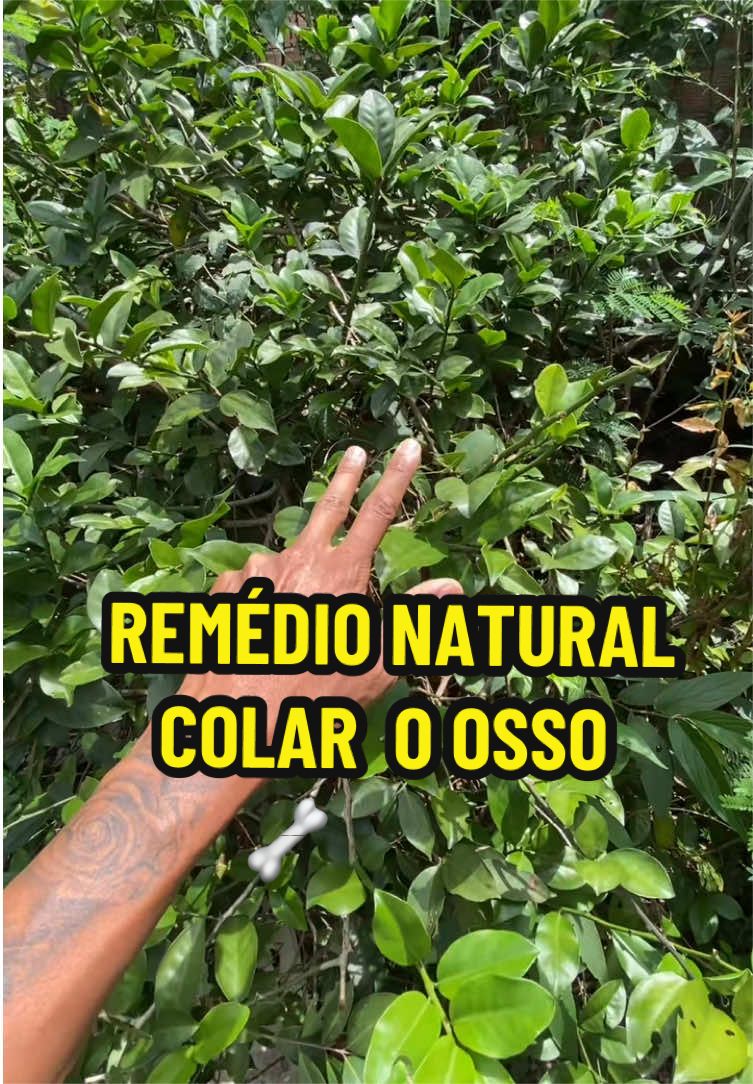 @Halef_Henrique