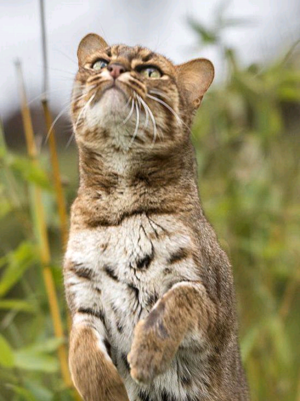 @Isla 🏴󠁧󠁢󠁷󠁬󠁳󠁿 🐈&zwj;⬛️