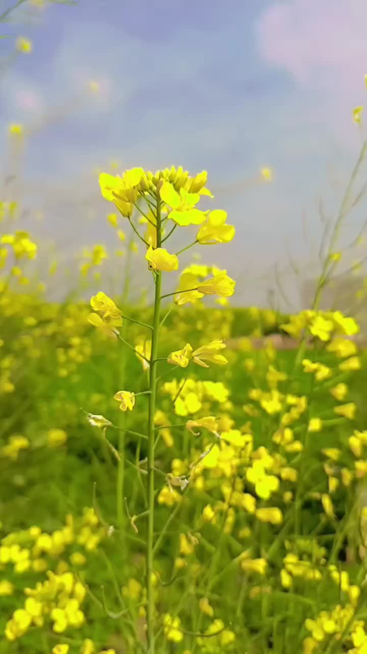 @Bablo RajPooT7172