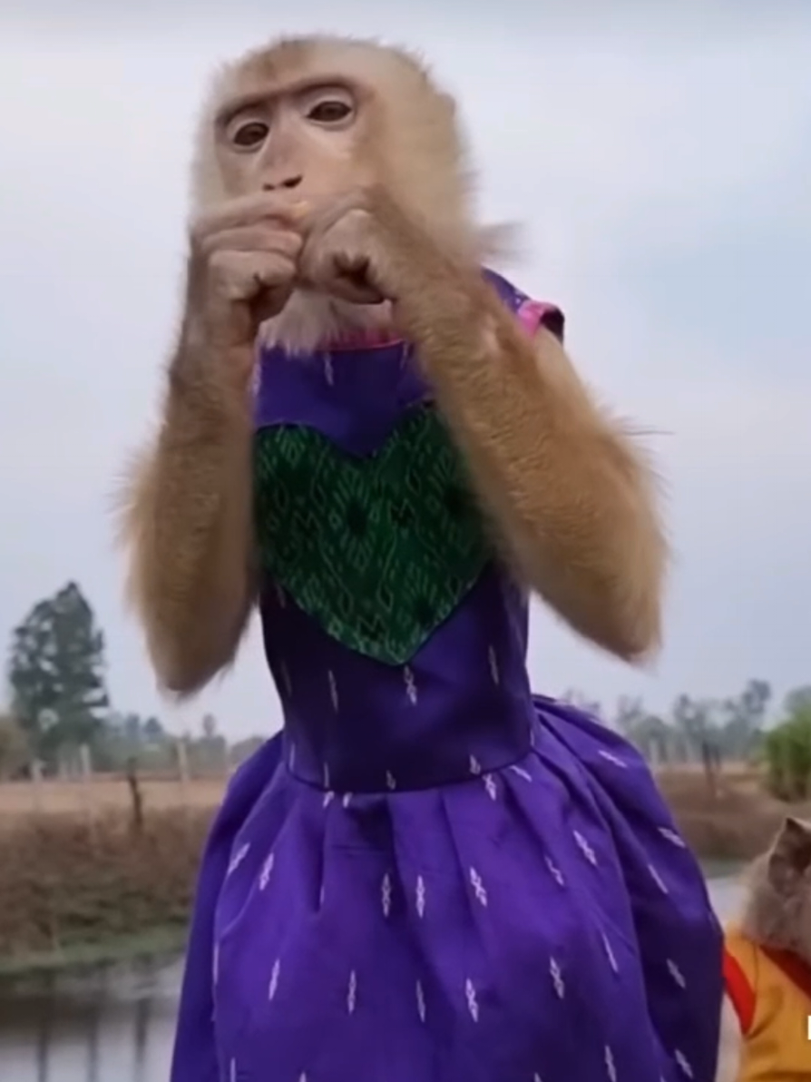 @monkeyYAYA