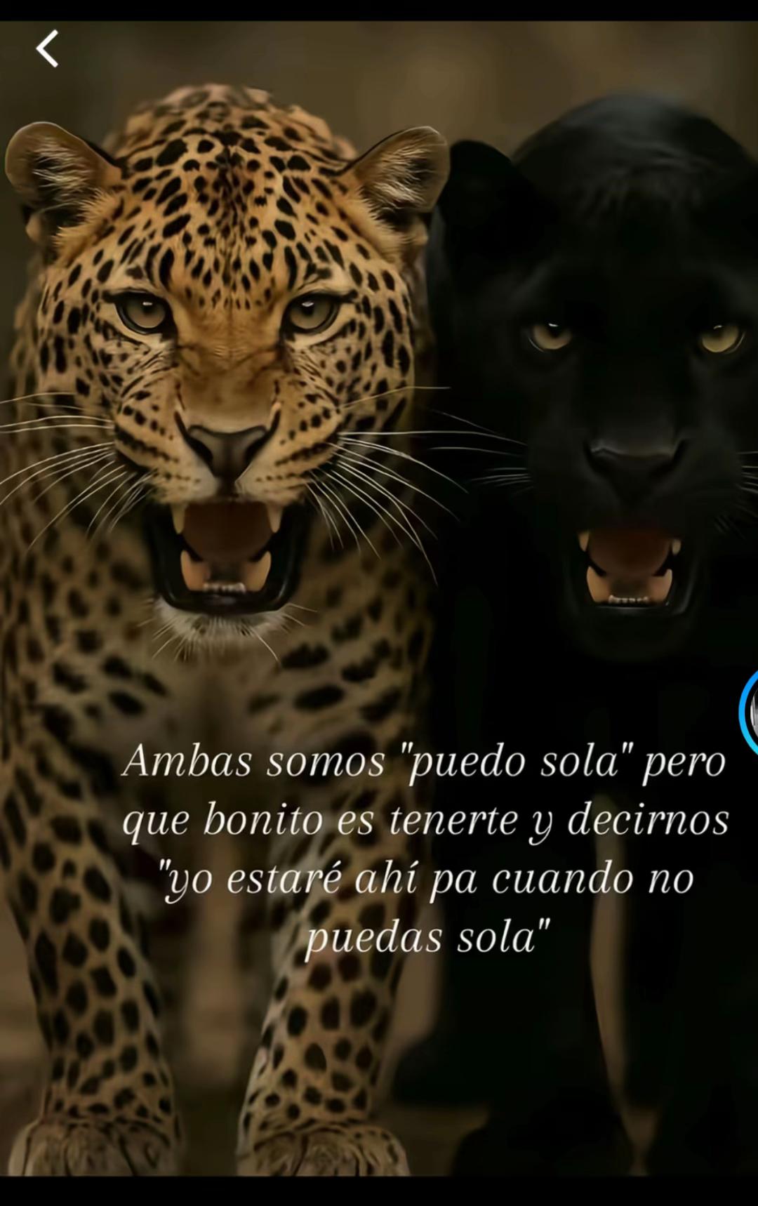 @🥀directos🥀