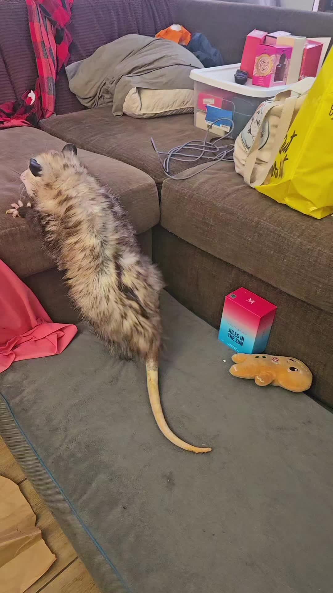 @OPOSSUM/DOG MOMMA Dea