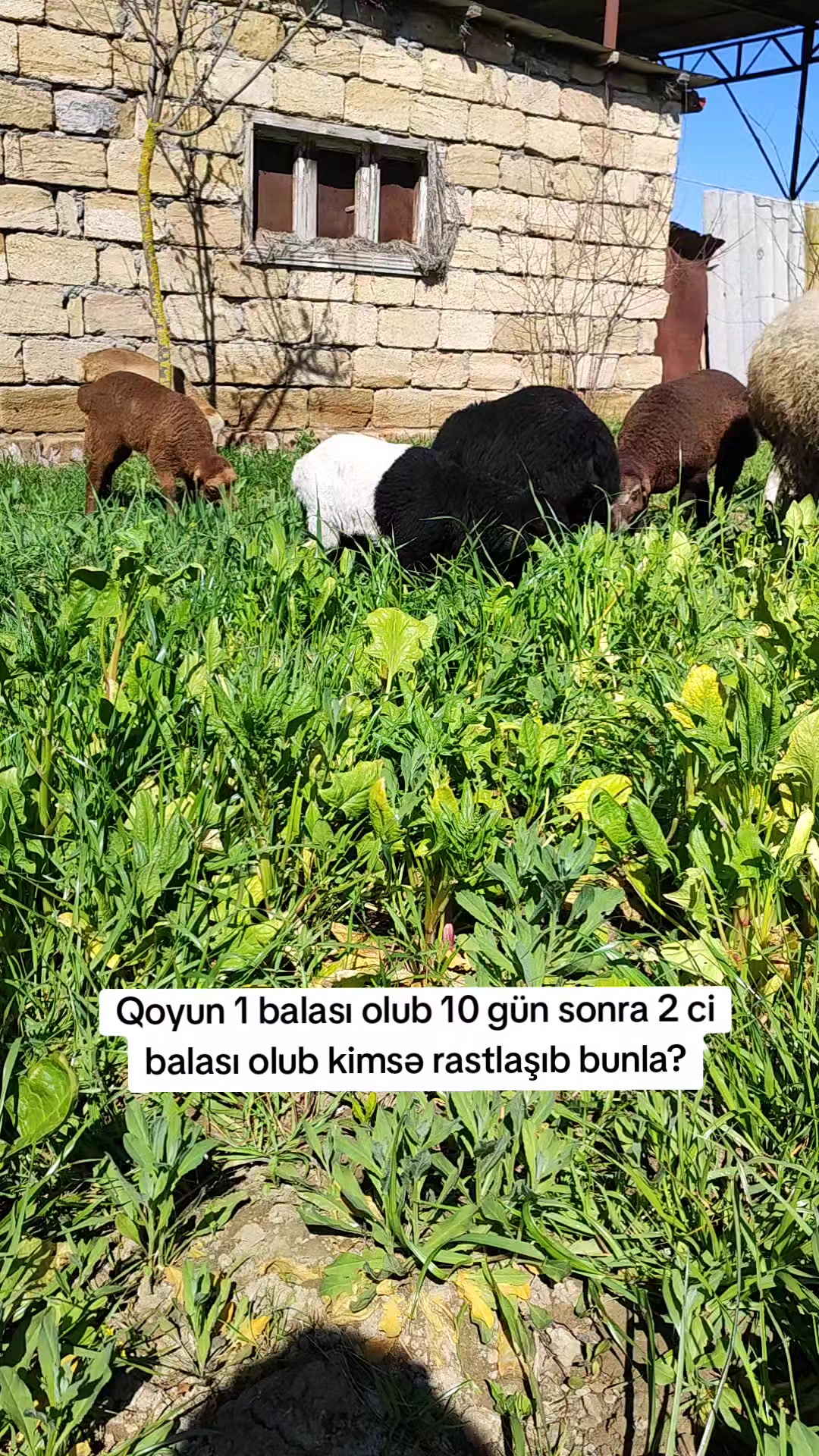 @𝗥𝘂𝗳ə𝘁 İ𝗺𝗶ş𝗹𝗶 ⚡