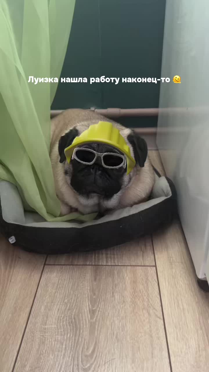 @Мопс Луиза