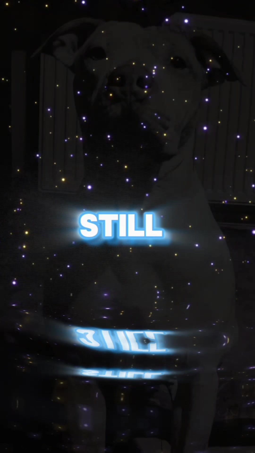 @Zeus.Bella1