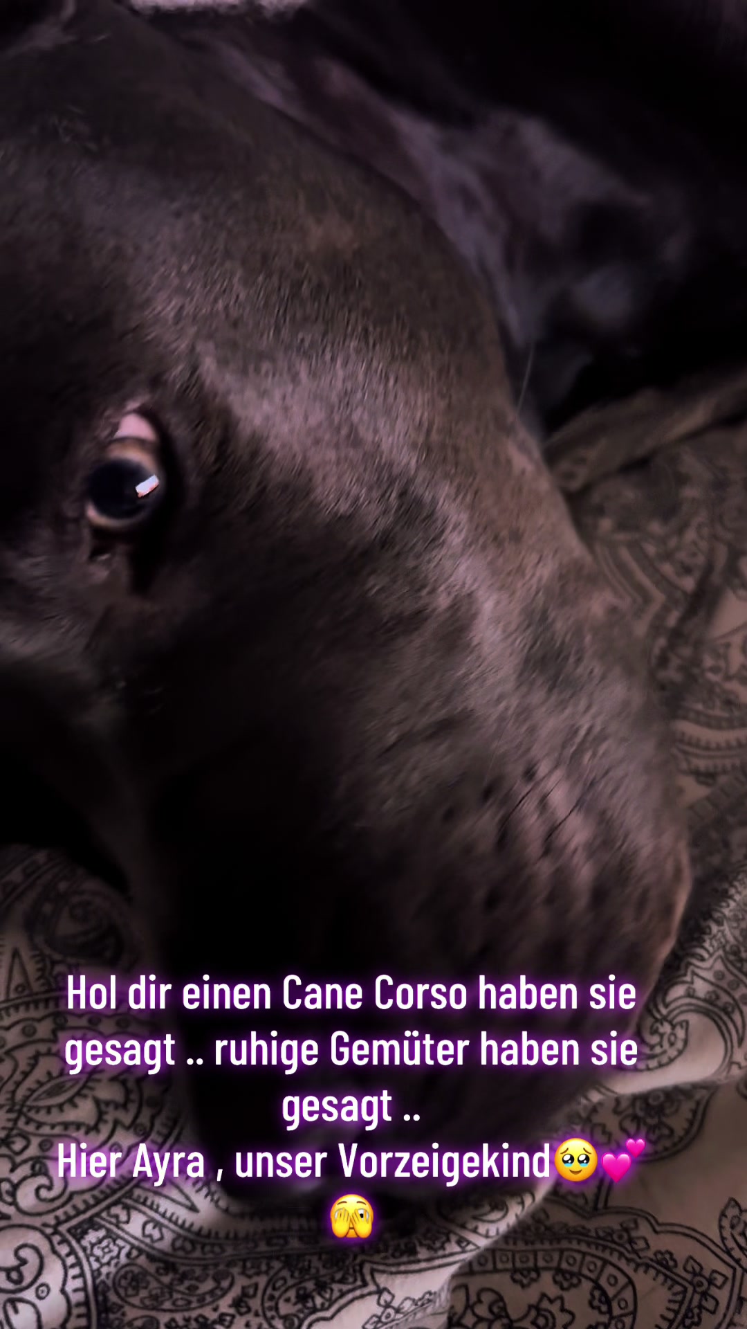 @Cane Corso Ayra 🐾