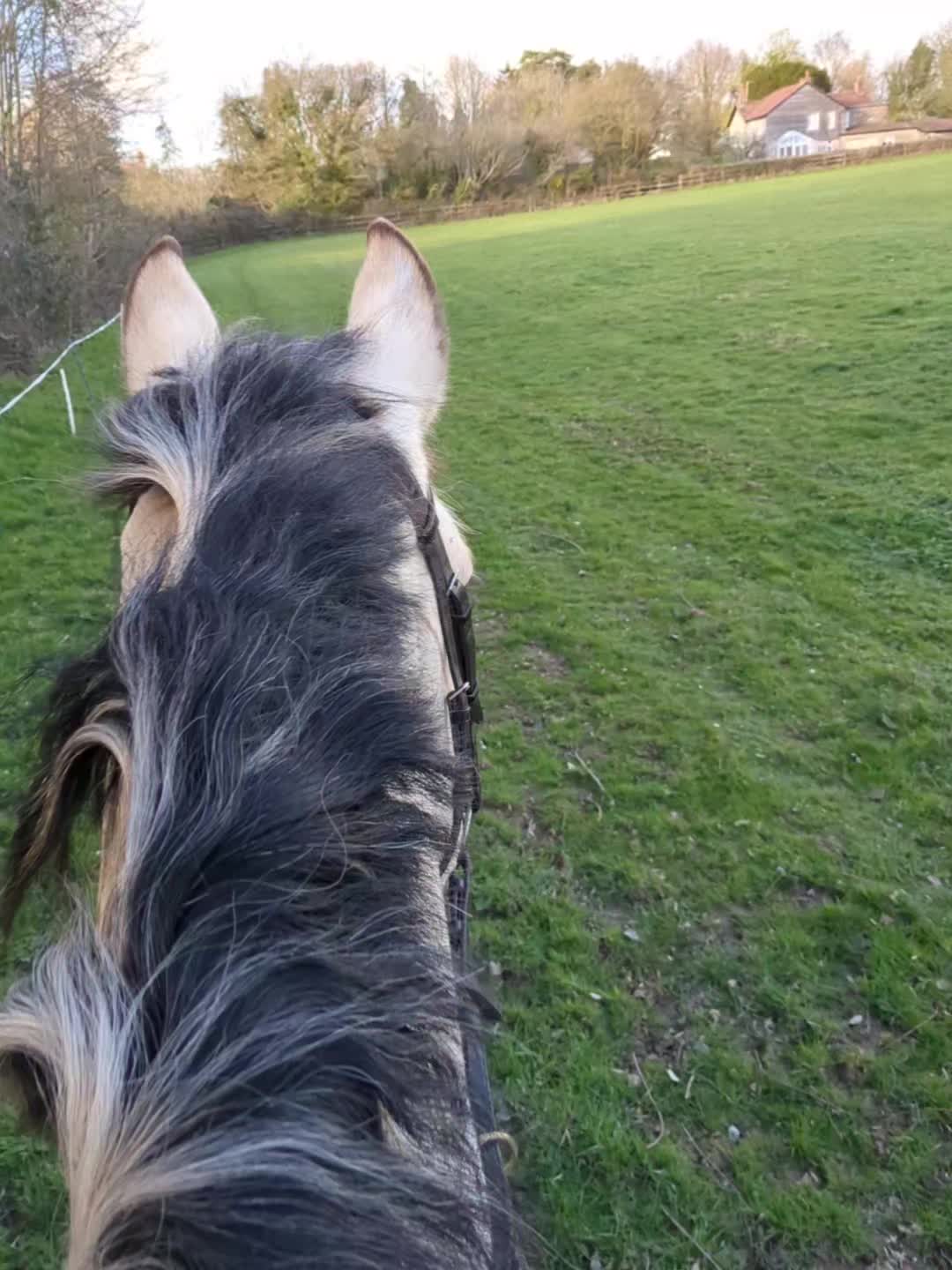 @ZB Equestrian