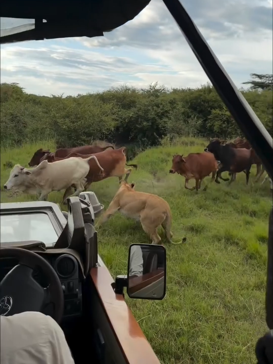 @Lion Sightings