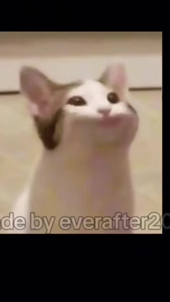 @😽KittyCorn🦄
